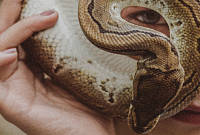 Змееносец: знак зодиака и его особенности
